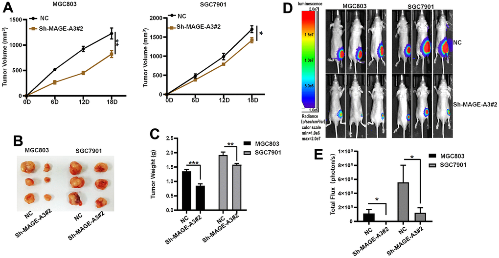 Verifying the ability of MAGE-A3 to regulate tumors in vivo. (A) Tumor volume growth curves of control group and knockdown group. (B) Xenograft tumors of sacrificed mice at the experimental endpoint. (C) Tumor weights in control and knockdown groups. (D, E) Animal imaging technology to detect differences between control and knockdown groups. (*PPPP