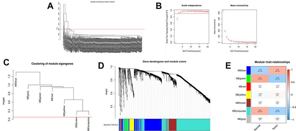 WGCNA analysis on the consensus clustering samples. (A) Samples above the red line were removed because they were considered as the deflection of gene expression. (B) This represents the correlation coefficient R2 and mean connectivity in the scale-free network. (C) Calculate similarity between modules and merge modules with high similarity. (D) Hierarchical clustering of gene modules. (E) Heatmap of the correlationship between gene modules and normal or cancer tissue.