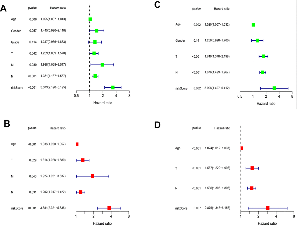 Evaluation of risk model. (A) Univariate Cox analysis of risk score and clinical characteristics in TCGA. (B) Univariate Cox analysis in GEO. (C) Multivariate Cox analysis of risk score and clinical characteristics in TCGA. (D) Multivariate Cox analysis in GEO.