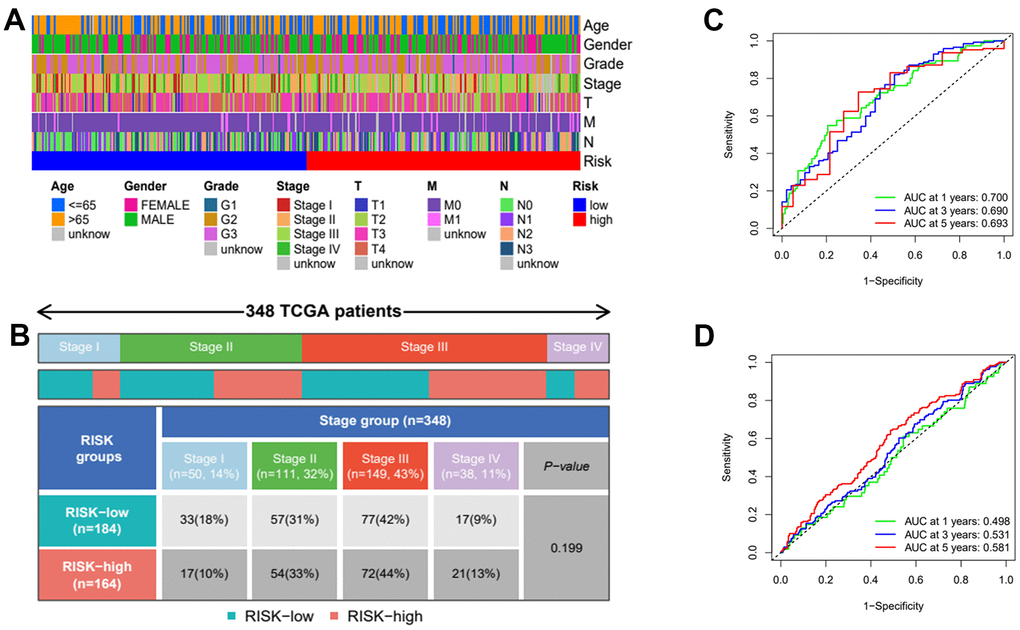 Clinical heatmap of risk scores and time-dependent ROC curve analysis. (A) Heatmap of risk scores under different clinical characteristics. (B) Distribution of high and low risk groups under different clinicopathological stages. (C) ROC curve analysis in TCGA. (D) ROC curve analysis in GEO.