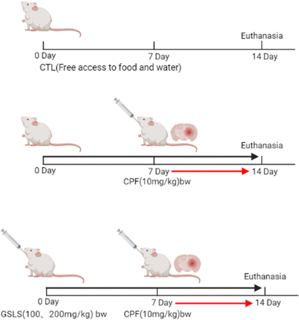 Methods of animal administration in each group (n=10).