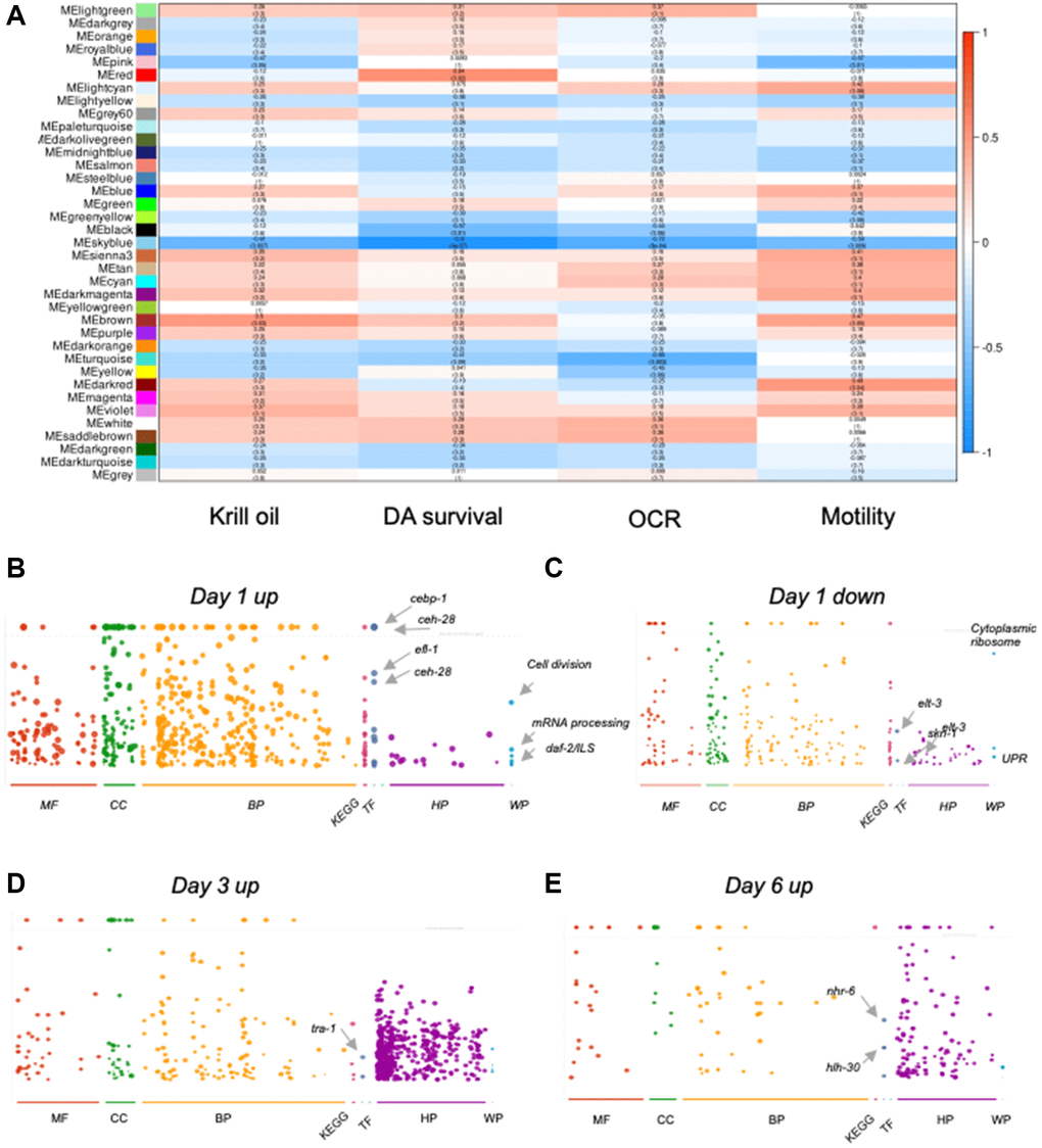 Krill oil rewires gene expression to promote neuron survival. (A) Heatmap from WGCNA analysis shows the correlation values between all of the found modules (gene groups) and defined parameters (krill oil treated, DA neuron survival, OCR and locomotion). The correlation ranges from +1 (completely positively correlated) to -1 (perfect negative correlation). (B–E) Gprofiler plots with functionally enriched transcription factors indicated; (B) Representation of the modules (turquoise, white and saddlebrown) upregulated in day 1 PD animals. (C) Representation of the modules (red, pink and dark grey) downregulated in day 1 PD animals. (D) Representation of the modules (blue, tan, cyan, light cyan, violet, dark magenta, sienna) upregulated in day 3 PD animals. (E) Representation of the modules (magenta, purple, dark olive green, and yellow green) upregulated in day 6 PD animals.