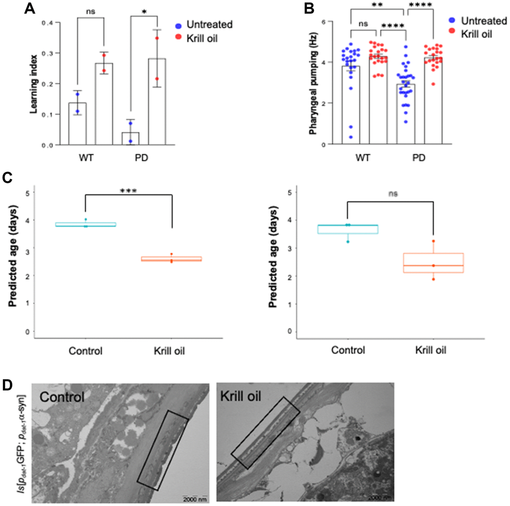 Krill oil improves healthspan. (A) The learning index was calculated from a positive association with butanone in wild type and PD animals at adult day 6 (n = 150 individuals, two independent experiments, error bars, s.e.m; NS, *p B) Quantification of pharyngeal pumping frequency (Hz) monitored in wild type and PD animals using the NemaMetrix screenchip based assay. The column scatter plot represents pharyngeal pumping frequency of adult day 3 animals (n = 15–20 individuals, Error bars, s.e.m NS and **P ≤ 0.001, ****p C) Predicted biological age of wild type and PD animals in response to krill oil using BiTAge calculator. (D) TEM image of day 9 old in PD animals, boxed area represents the cuticle (scale bar 2000 nm).