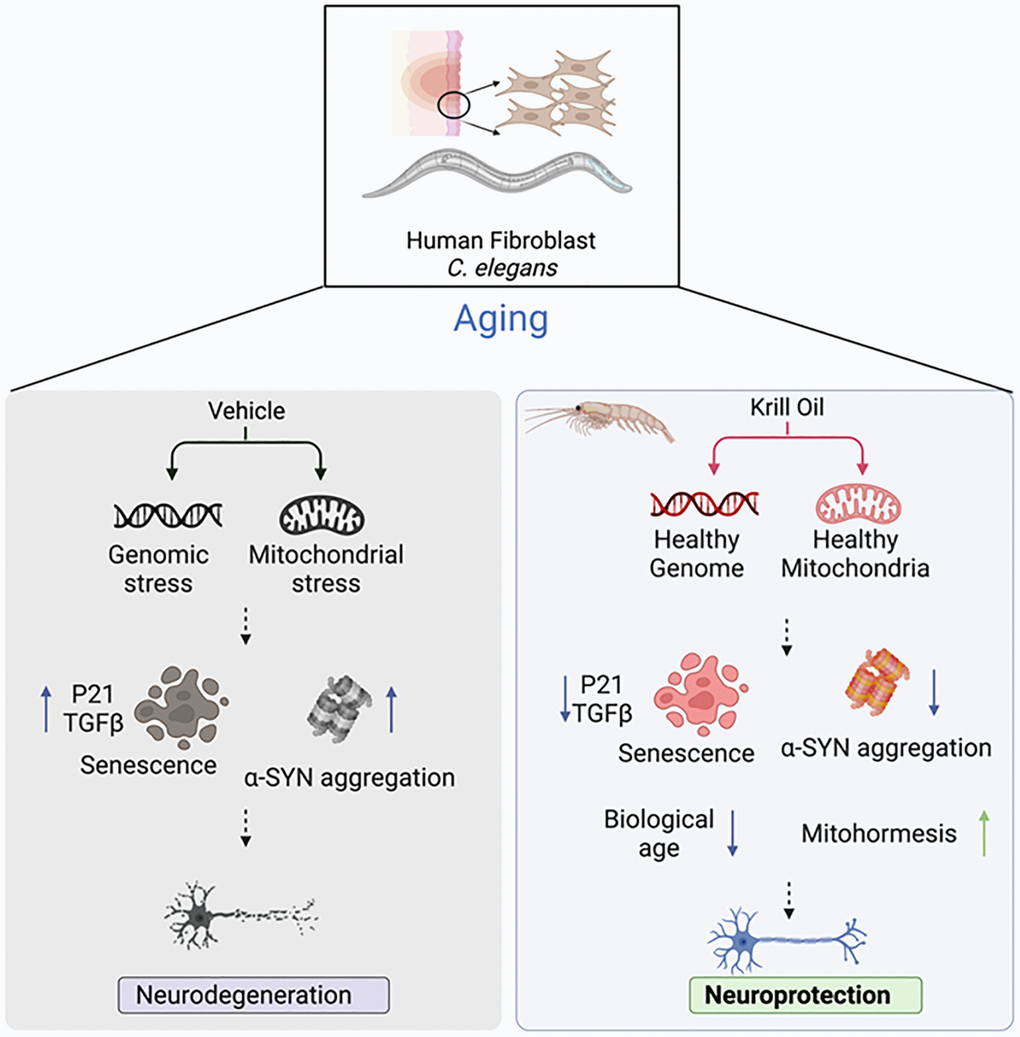 Krill oil promotes neuron health by suppressing aging hallmarks. The graphical representation demonstrates the benefit of krill oil and the pathways involved which leads to protection of DA neurons in C. elegans and human BJ fibroblast cells. The illustration was generated using https://biorender.com/.