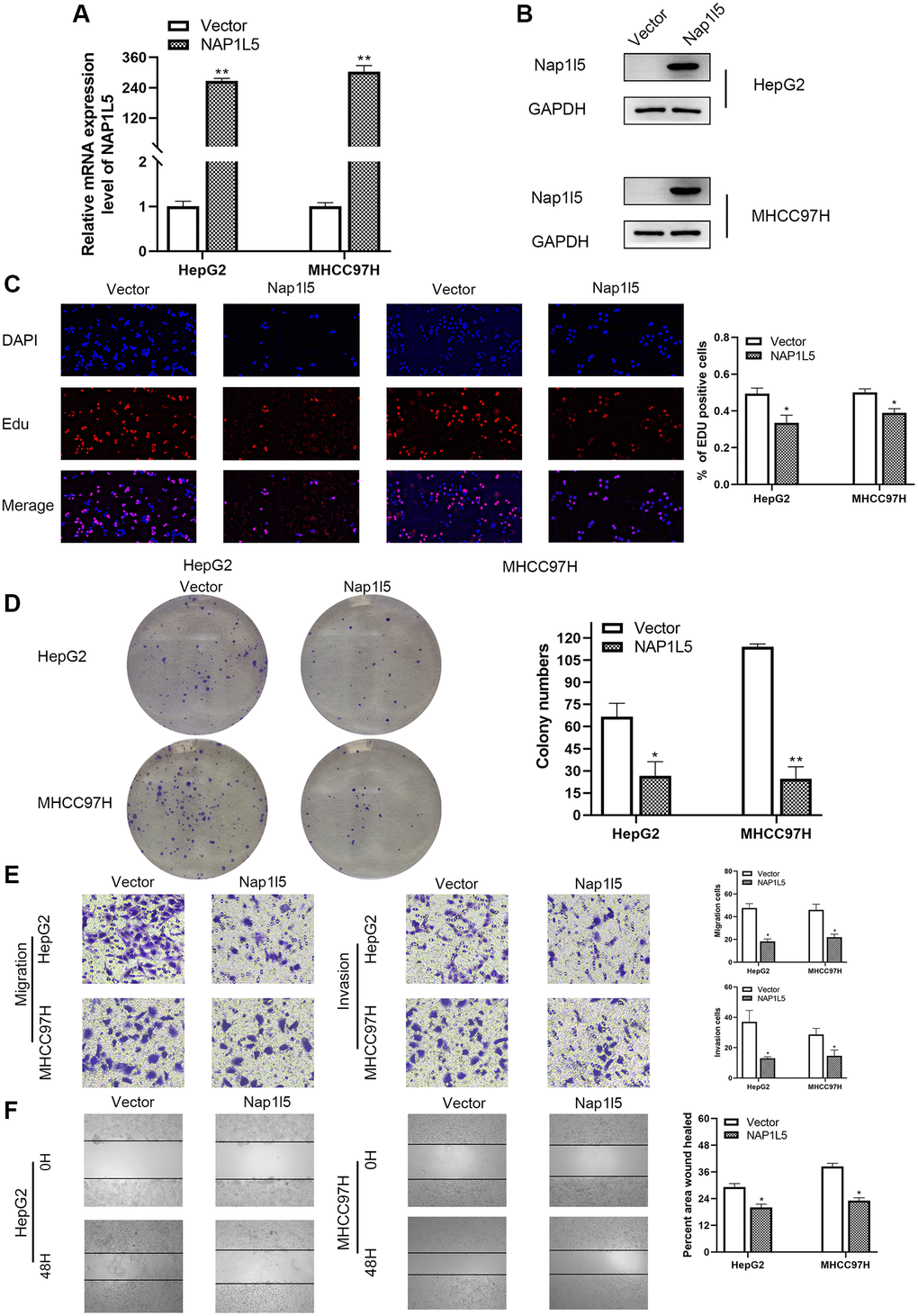 In vitro, NAP1L5 overexpression inhibited cell proliferation, migration and invasion. (A) The mRNA expression of NAP1L5 in HepG2 and MHCC97H cell lines after plasmid transfer into vector and NAP1L5. (B) The expression of NAP1L5 protein in HepG2 and MHCC97H cell lines after plasmid transfer into vector and NAP1L5. (C) EdU staining was used to detect the effect of NAP1L5 overexpression on the proliferation of HepG2 and MHCC97H cells. (D) The effect of NAP1L5 overexpression on the proliferation of HepG2 and MHCC97H cells was detected by a colony formation assay. (E) Transwell assays were performed to detect the effect of NAP1L5 overexpression on the migration and invasion of HepG2 and MHCC97H cells. (F) The effects of NAP1L5 overexpression on the migration and invasion of HepG2 and MHCC97H cells were detected by a wound healing migration assay. *p **p ***p 