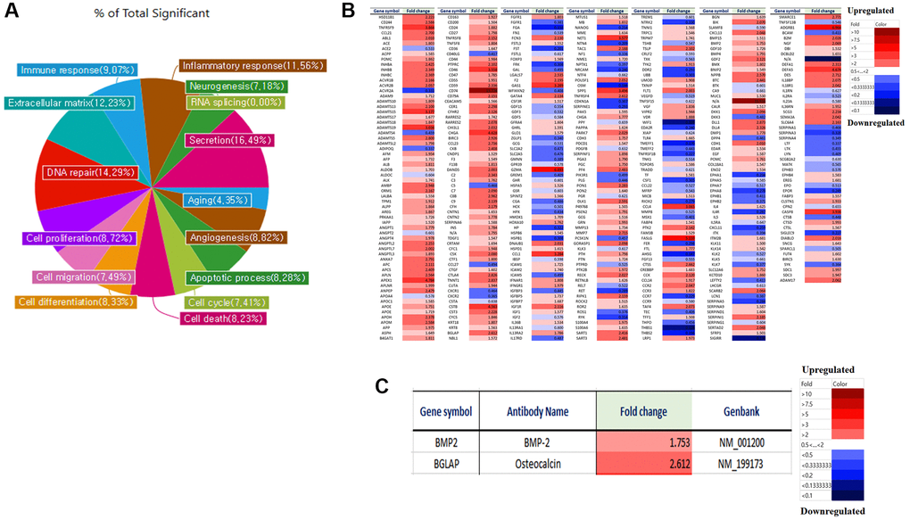 Micro-array analysis of genes expression in LmnaDhe/+ mutant MSCs was treated with GD1a compared to LmnaDhe/+ mutant MSCs. Gene expression was analyzed by a microarray using an antibody. (A) Antibody microarray assay (Ray L1000 Antibody Array) can analyze 1000 genes and has 15 domains such as inflammatory response, neurogenesis, RNA splicing, secretion, extracellular matrix, angiogenesis, cell cycle, apoptotic processes, cell differentiation, cell death, cell migration, cell proliferation, DNA repair, aging and immune response. (B) We analyzed the differences in gene expression in LmnaDhe/+ mutant MSCs was treated with GD1a compared to LmnaDhe/+ mutant MSCs. (C) Decreases of osteogenesis-related genes expression in LmnaDhe/+ mutant MSCs was treated with GD1a compared to LmnaDhe/+ mutant MSCs.