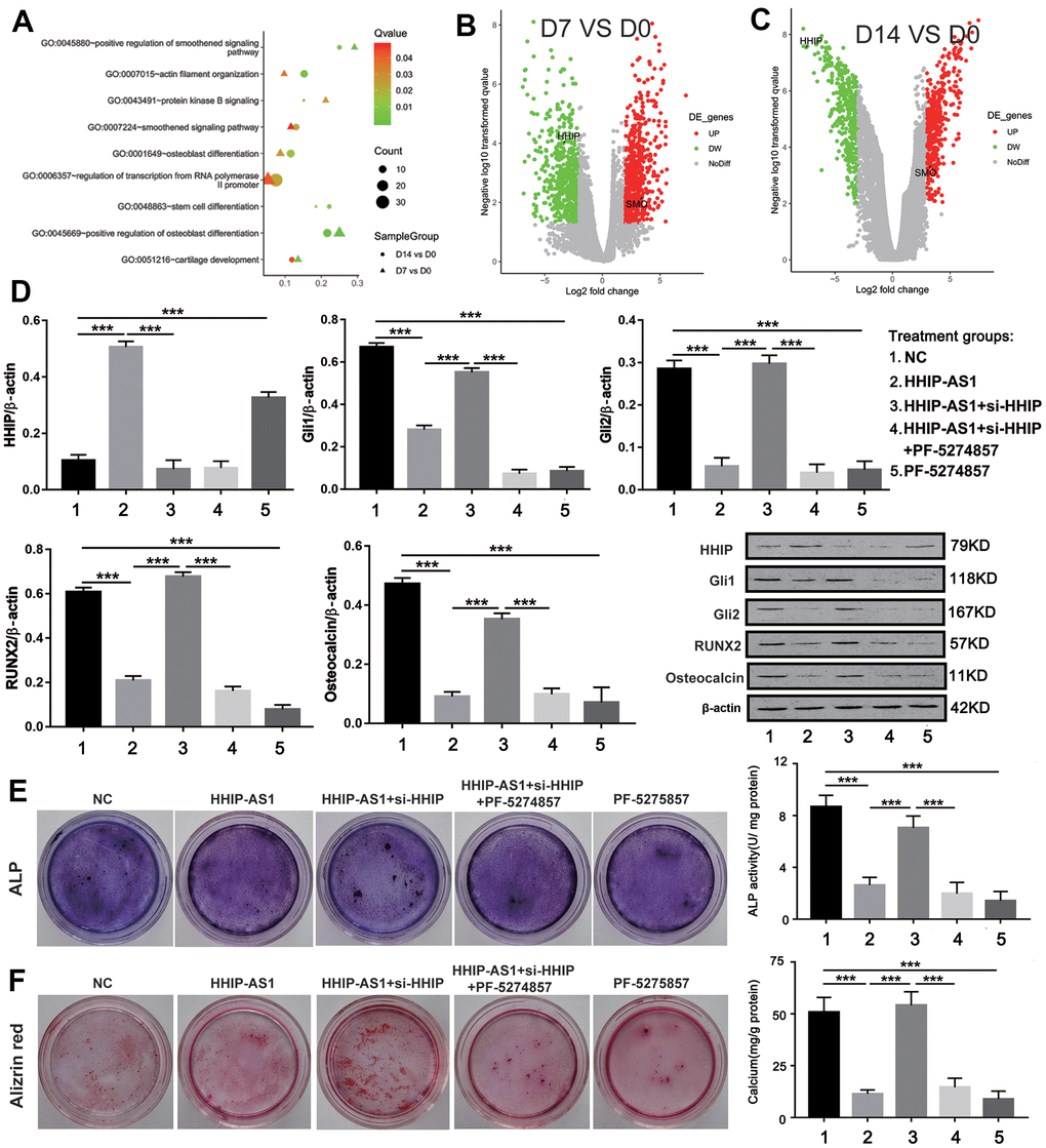 lncRNA HHIP-AS1 inhibits osteogenic differentiation of BM-MSCs by inhibiting Hedgehog signaling pathway. (A) Functional annotation of BM-MSCs lncRNAs at days 0, 7, and 14 of osteogenic differentiation by GO enrichment analysis based on the data obtained from Microarray analysis. (B, C) Volcano plot of the up-regulated lncRNAs (Red) and down-regulated lncRNAs (Green). (D) Protein expression of HHIP, Gli1, Gli2, RUNX2, and osteocalcin in BM-MSCs transfected with HHIP-AS1 or si-HHIP and treated with PF-5274857. (E) ALP and (F) alizarin red staining after 14 days of osteogenic induction of BM-MSCs. The histogram data for each group are the average of three independent replicates; bars represent standard deviation; ***P 