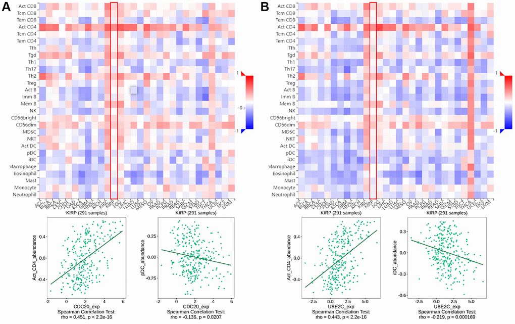 The relationship between CDC20 and UBE2C and immune infiltration levels in PRCC is based on the TISIDB website. (A) Heatmap of the relationship between CDC20 and abundance of the 28 immune infiltration lymphocytes in PRCC. The two highest positive and negative lymphocytes correlation with CDC20 expression are Act