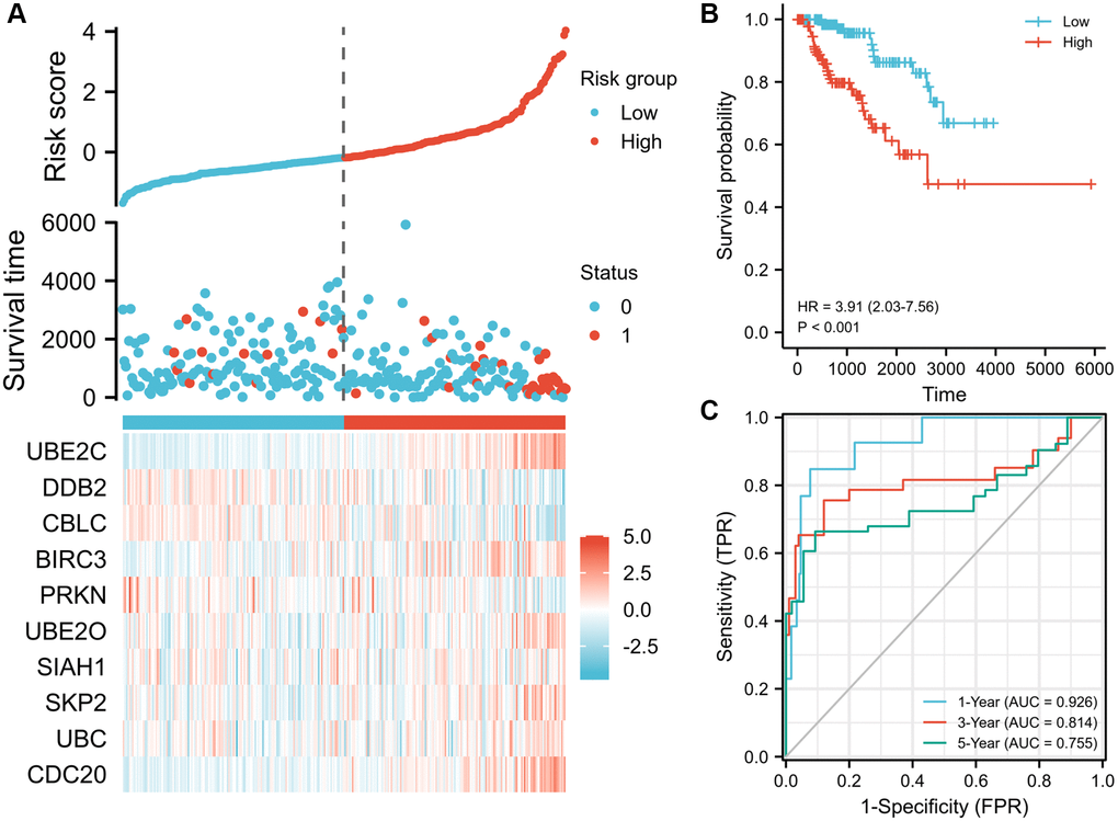 Prognostic risk score model analysis of risk models in OS of TCGA-PRCC cohort. (A) Scatter plots of risk score (top), scatter plot of survival time distribution (middle), and gene expression heat maps (bottom). (B) Kaplan Meier curves for overall survival between low- and high-risk score patients. (C) Time-dependent ROC curves for the prognostic model for 1-, 3-, and 5-year OS of PRCC. The AUC values represent the predictive performance of the gene signature and clinical risk factor. Abbreviations: OS: overall survival; AUC: area under the curve; HR: hazard ratio. “Red” represents the positive correlation and “Blue” represents the negative correlation.