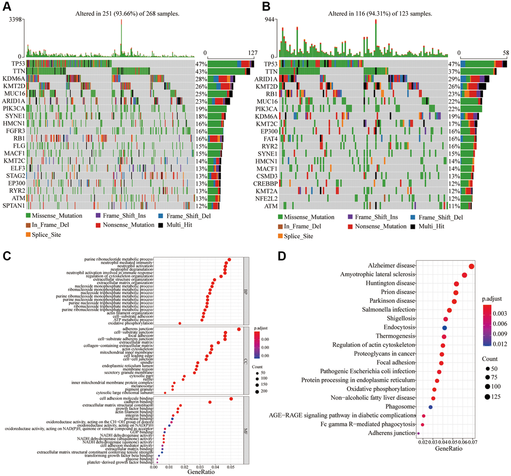 Frequency of gene mutations and differential expression of genes in different risk groups. (A) Visualization of gene mutations in low-risk score groups; (B) Visualization of gene mutations in high-risk score groups; (C) GO analysis of differential expression genes in different risk groups; (D) KEGG analysis of differential expression genes in different risk groups.