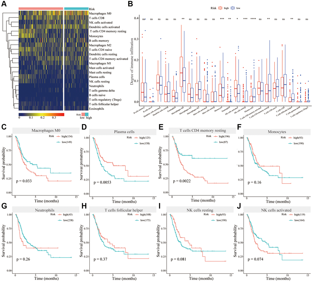 Analysis of immune cell infiltrations in different risk groups. (A) Heatmap showing immune cell infiltration in different risk groups; (B) Differential analysis of immune cells in different risk groups; (C–J) Survival analysis of Macrophages M0 (C), Plasma cells (D), T cells CD4 memory resting (E), Monocytes (F), Neutrophils (G), T cells follicular helper (H), NK cells resting (I) and NK cells activated (J) in BC.