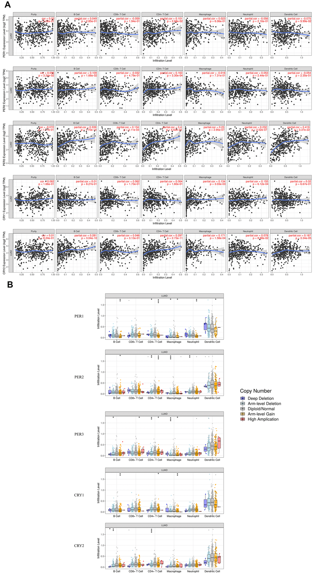 Relationships of expressions and copy number alteration (CNA) effects of PER (period) and CRY (cryptochrome) family members with immune infiltration-related cells, including B cells, cluster of differentiation 4-positive (CD4+) T cells, CD8+ T cells, macrophages, neutrophils, and dendritic cells (using TIMER). (A) Correlations of immune infiltration-related cells and expressions of PER1, PER2, PER3, CRY1, and CRY2. (B) CNAs of different circadian factors affect infiltration levels in LUAD. * ppp