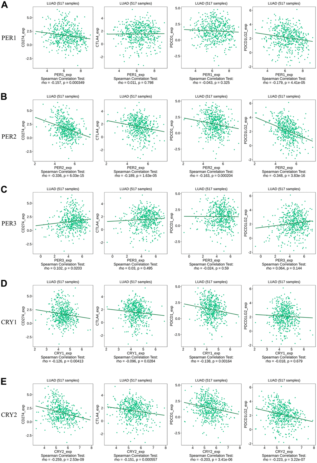 Spearman correlations between expressions of different circadian factors with CD274/CTLA4/PDCD1/PDCD1LG2. (A) Correlations of expressions of immune checkpoint factors CD274/CTLA4/PDCD1/PDCD1LG2 with PER1. (B) Correlations of expressions of immune checkpoint factors CD274/CTLA4/PDCD1/PDCD1LG2 with PER2. (C) Correlations of expressions of immune checkpoint factors CD274/CTLA4/PDCD1/PDCD1LG2 with PER3. (D) Correlations of expressions of immune checkpoint factors CD274/CTLA4/PDCD1/PDCD1LG2 with CRY1. (E) Correlations of expressions of immune checkpoint factors CD274/CTLA4/PDCD1/PDCD1LG2 with CRY2.