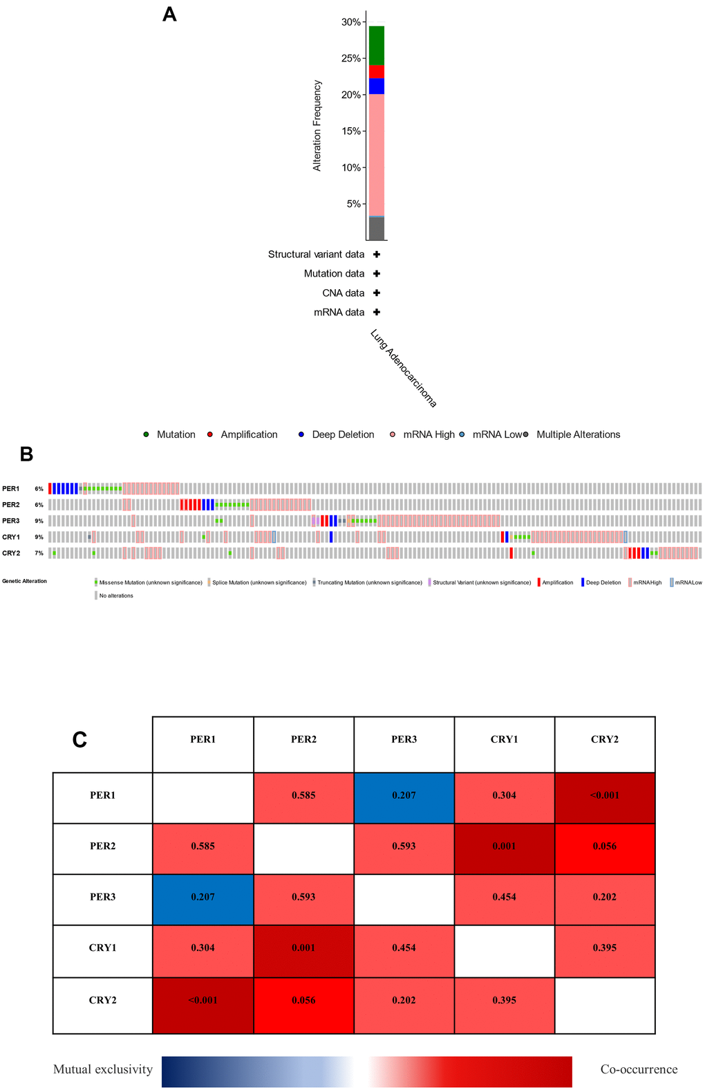 Analysis of genetic changes, coexpressions of PER (period) and CRY (cryptochrome) in lung adenocarcinoma (LUAD) patients. (A) Summary of changes in PER and CRY in LUAD patients. (B) Summary of OncoPrint query changes to PER and CRY family members. (C) Heat map of expressions of different PER and CRY family members in LUAD patients. The value in each color represents the p value, while red represents coexpression, and blue represents mutual exclusion.