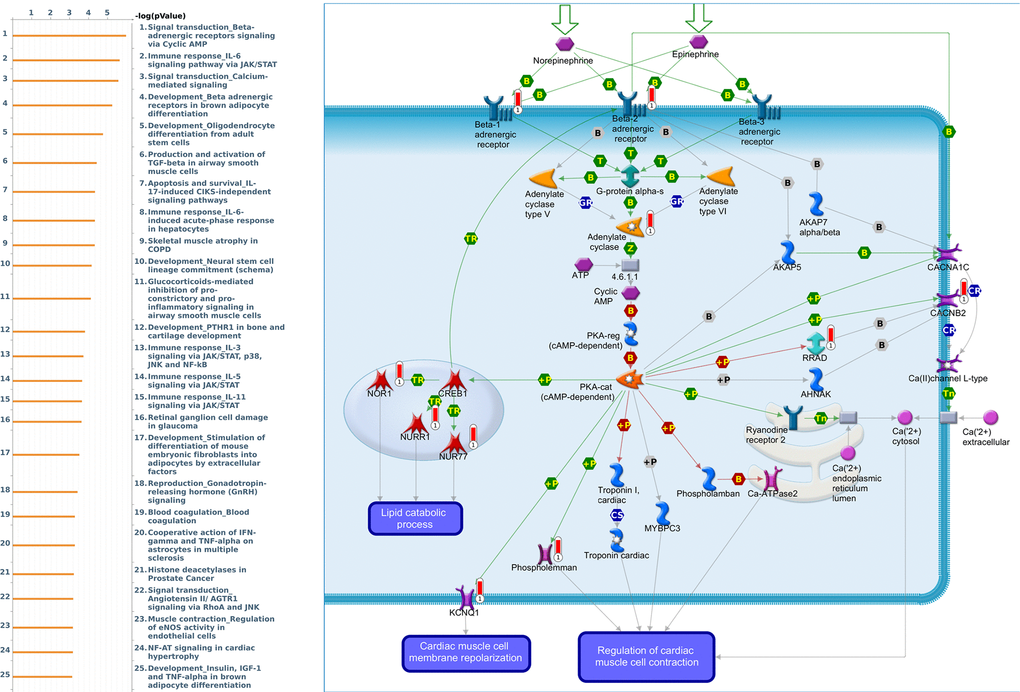 Expression of the PER1 signaling pathway in lung cancer (using MetaCore). The functional analysis of “Signal transduction