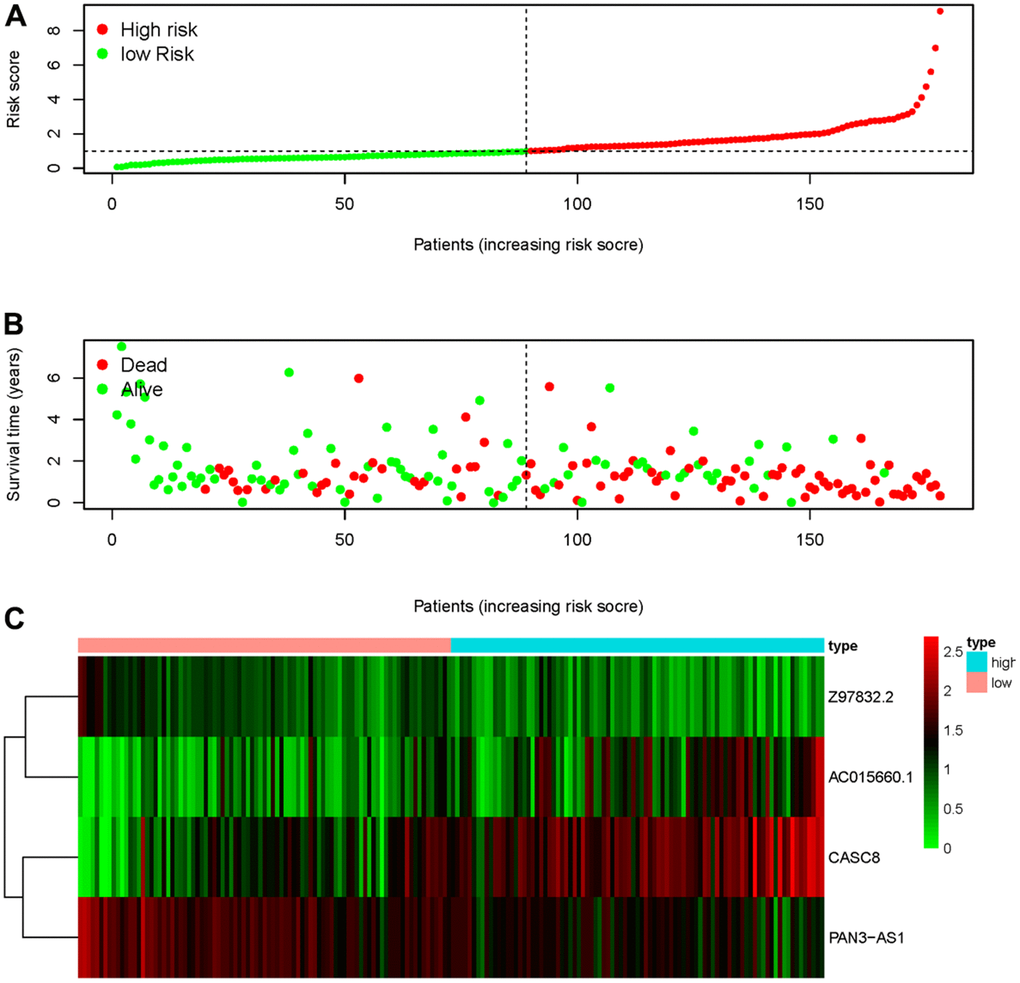 ARRS was established based on sARLNRs. The distribution of risk score in high-risk group and low-risk group (A). Survival status of the low-risk group and high-risk group (B). The heatmap of sARLNRs in ARRS (C).