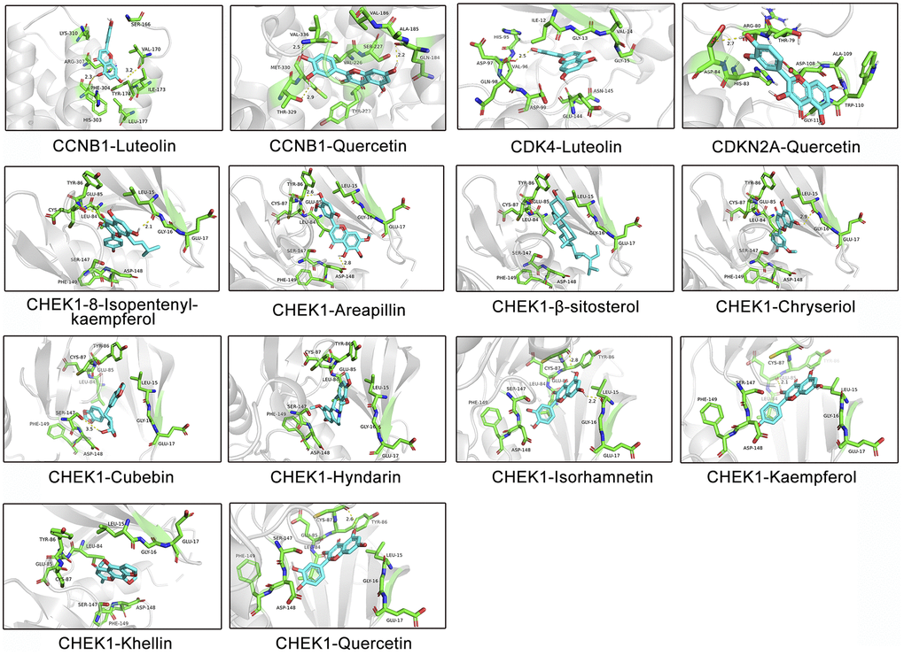 Molecular models of the binding of different active ingredients to 4 cell cycle-related targets, which are shown as predicted protein–ligand binding diagrams and 3D interaction diagrams displayed using PyMOL. Green represents the surrounding amino acid residues in the binding pocket, and cyan represents the active ingredient.