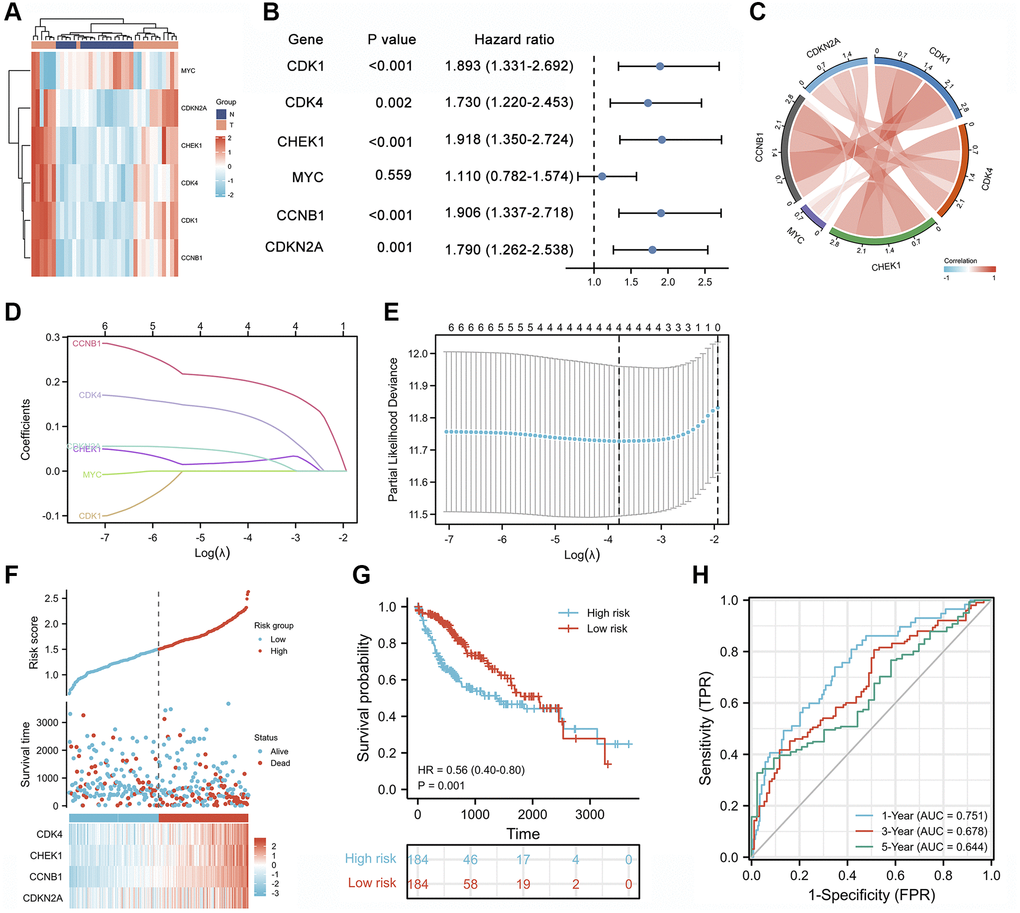 Prognostic analysis of cell cycle-related genes and establishment of a prognostic model. (A) Heatmap of the expression patterns of 6 cell cycle-related genes in 18 pairs of adjacent non-tumor liver tissues and HCC tissues. (B) Forest plot of the univariate Cox analysis of 6 cell cycle-related genes. (C) Correlation network of 6 cell cycle-related genes. (D) LASSO coefficient profiles of 6 cell cycle-related genes. (E) Cross-validation for tuning parameter selection in the LASSO regression analysis. (F) The distribution of risk scores, gene expression levels, and survival status of patients with LIHC in the training cohort. (G) Kaplan–Meier curves of the OS of all patients with LIHC in TCGA cohort based on the risk score. (H) Time-dependent ROC curve analysis of the prognostic model (1, 3, and 5 years).