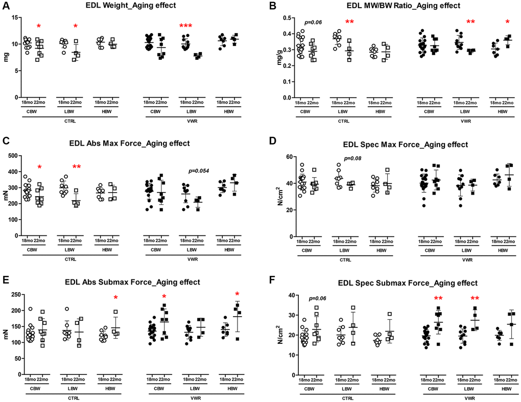 Aging effects on EDL skeletal muscle weights and contractile force. Long-term endurance exercise protected against EDL skeletal muscle atrophy and contractile force loss during aging from 18 mo to 22 mo. HBW but not LBW, without exercise also protected against aging-related declines in these parameters in EDL muscle. (A) EDL muscle weight, (B) muscle weight/body weight (MW/BW) ratio, (C) absolute maximal contractile force, (D) specific maximal contractile force, (E) absolute submaximal contractile force and (F) specific submaximal contractile force in 18 mo and 22 mo LBW and HBW mice. *: p **: p ***: p n = 16 CTRL, n = 17 VWR; 22 mo: n = 8 CTRL, n = 8 VWR); LBW: Low body weight group (18 mo: n = 8 CTRL, n = 10 VWR; 22 mo: n = 4 CTRL, n = 4 VWR); HBW: High body weight group (18 mo: n = 8 CTRL, n = 7 VWR; 22 mo: n = 4 CTRL, n = 4 VWR).