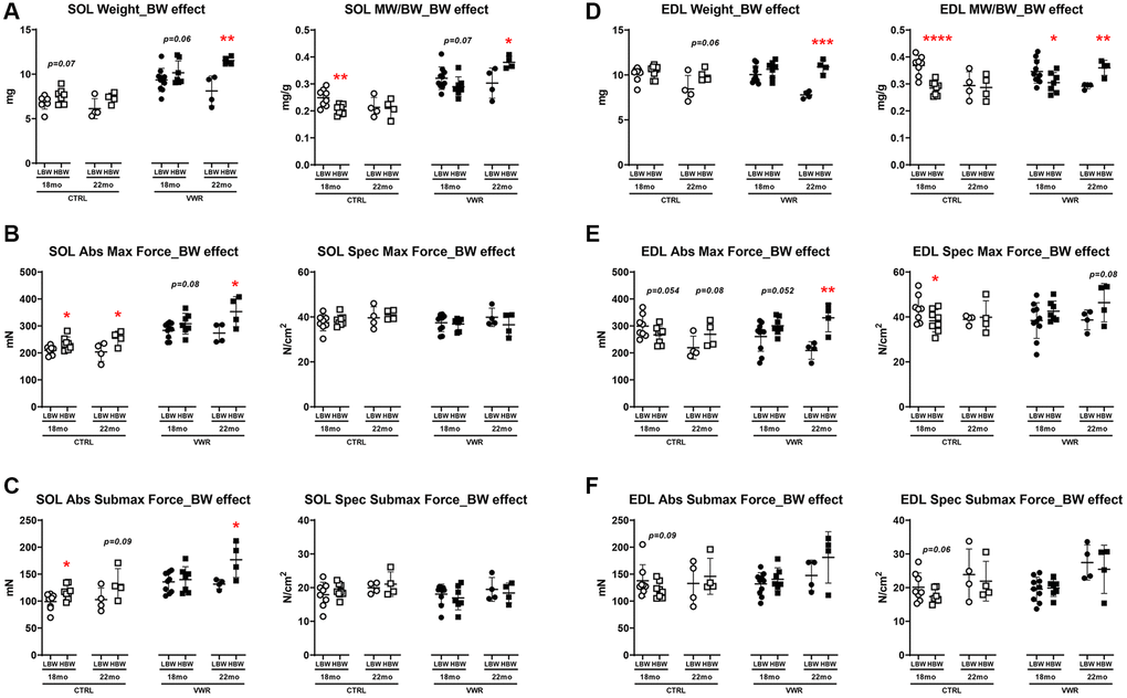 Body weight effects on soleus and EDL skeletal muscle weights and contractile force. (A) Soleus muscle weight (left) and muscle weight/body weight (MW/BW) ratio (right), (B) absolute maximal contractile force (left) and specific maximal contractile force (right), (C) absolute submaximal contractile force (left) and specific submaximal contractile force (right) in LBW and HBW mice. (D) EDL muscle weight (left) and muscle weight/body weight (MW/BW) ratio (right), (E) absolute maximal contractile force (left) and specific maximal contractile force (right), (F) absolute submaximal contractile force (left) and specific submaximal contractile force (right) in LBW and HBW mice. *: p **: p ***: p ****: p n = 8 CTRL, n = 10 VWR; 22 mo: n = 4 CTRL, n = 4 VWR); HBW: High body weight group (18 mo: n = 8 CTRL, n = 7 VWR; 22 mo: n = 4 CTRL, n = 4 VWR).