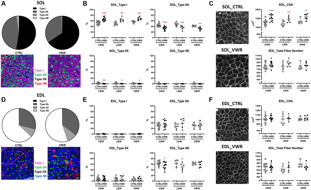 Effects of endurance exercise on skeletal muscle fiber type, cross-sectional area and number in 18 mo old mice. Endurance exercise induced fiber type switching from Type II to Type I in the soleus (SOL) but a reduction in Type IIB in the EDL in 18 mo old mice. Endurance exercise increased fiber cross-sectional area (CSA) in SOL, but not EDL in 18 mo old mice. No significant differences were found in the total fiber number of both skeletal muscles. (A, B) SOL fiber typing. (A) Pie charts showing all mice (CBW) in the CTRL and all in the VWR groups with the representative images. (B) The effect of VWR on each fiber type in different subgroups, CBW, LBW and HBW mice. *: p **: p ***: p C) The effect of VWR on SOL fiber CSA and number with representative images. *: p **: p ***: p D, E) EDL fiber typing. (D) Pie charts showing all mice (CBW) in the CTRL and in the VWR with the representative images. (E) The effect of VWR on each fiber type in two different subgroups, LBW and HBW mice. *: p F) The effect of VWR on EDL fiber CSA and number with the representative images. No significant differences were found. Abbreviations: CTRL: control group; VWR: voluntary wheel running group; CBW: Combined groups (18 mo: n = 12 CTRL, n = 12 VWR); LBW: Low body weight group (18 mo: n = 7 CTRL, n = 6 VWR); HBW: High body weight group (18 mo: n = 5 CTRL, n = 6 VWR).