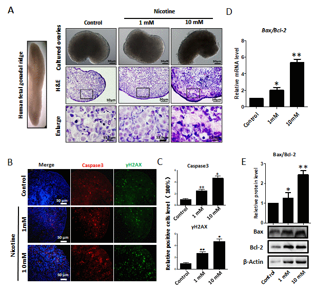 Dose-dependent nicotine induction of apoptosis in fetal ovaries cultured for 4 days. (A) Ovaries cultured without (control) and with 1 mM or 10 mM nicotine; note altered ovary morphology at 10mM nicotine and representative H&E histological sections of the ovaries; (B) IF for Caspase3 and ɤH2AX in tissue sections of ovaries cultured without (control) and with 1mM or 10mM nicotine; (C) Relative percentage of Caspase3 and ɤH2AX positive cells in ovaries cultured without (control) and with 1mM or 10mM nicotine; (D) Bax/Bcl2 mRNA ratio in samples extracts from ovaries cultured without (control) and with 1mM or 10mM nicotine. The expression level was normalized to that of Gapdh. (E) Increased BAX/BCL2 protein ratio in nicotine exposed ovaries in comparison with control. All experiments were repeated at least three times. Changes are presented as mean ± SD. (*) and (**) indicate significant (P 