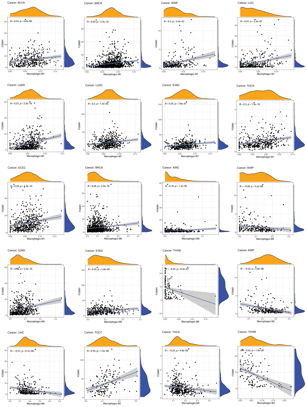 Association of FOXM1 expression with macrophages. p 