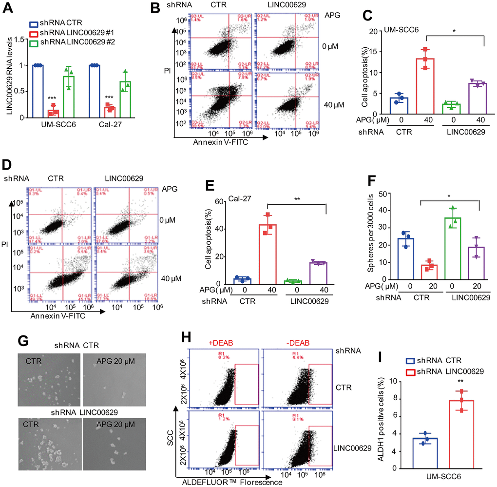 LINC00629 knockdown impaired the anticancer effects of apigenin. (A) LINC00629 was knocked down in UM-SCC6 and Cal-27 cells, and the expression of LINC00629 was analyzed by qRT–PCR. (B–E) UM-SCC6 and Cal-27 cells with or without LINC00629 knockdown were treated with apigenin as indicated. Apoptosis was analyzed by flow cytometry. (F, G) UM-SCC6 cells with or without LINC00629 knockdown were treated with 20 μM apigenin for 36 h. The mammosphere-forming abilities were analyzed. The column charts on the right show the quantitation of spheres. (H, I) The percentage of ALDH1-positive cells was determined in UM-SCC6 cells with or without LINC00629 knockdown. In (A, C, E, F, I) the results represent three independent experiments; *p