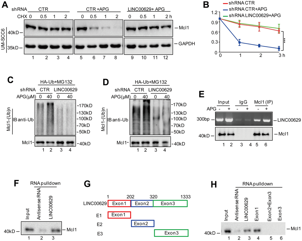 LINC00629 interacted with Mcl1. (A, B) UM-SCC6 cells with or without LINC00629 knockdown were pretreated with 40 μM for 33 h and were then treated with 10 μM CHX for the indicated times. The expression level of Mcl1 was determined by Western blotting. The results represent three independent experiments; ***pC, D) HA-Ub was transfected into Cal-27 and UM-SCC6 cells with or without LINC00629 knockdown. The cells were treated with MG132 for 8 h before collection. The whole-cell lysate was subjected to immunoprecipitation with an anti-Mcl1 antibody and Western blotting with an anti-HA antibody to detect ubiquitylated Mcl1. (E) The anti-Mcl1 antibody was used to coprecipitate LINC00629 in whole-cell lysates of UM-SCC6 cells treated with or without apigenin. (F) Biotin-labeled LINC00629 or antisense RNA was pulled down with Mcl1 in whole-cell lysates of UM-SCC6 cells. (G) Schematic illustration of the division of LINC00629 into three fragments corresponding to individual exons of the LINC00629 gene (E1, E2 and E3) along with the corresponding truncated bodies used. (H) Biotin-labeled LINC00629, truncated bodies or antisense RNA were pulled down with Mcl1 in whole-cell lysates of UM-SCC6 cells.