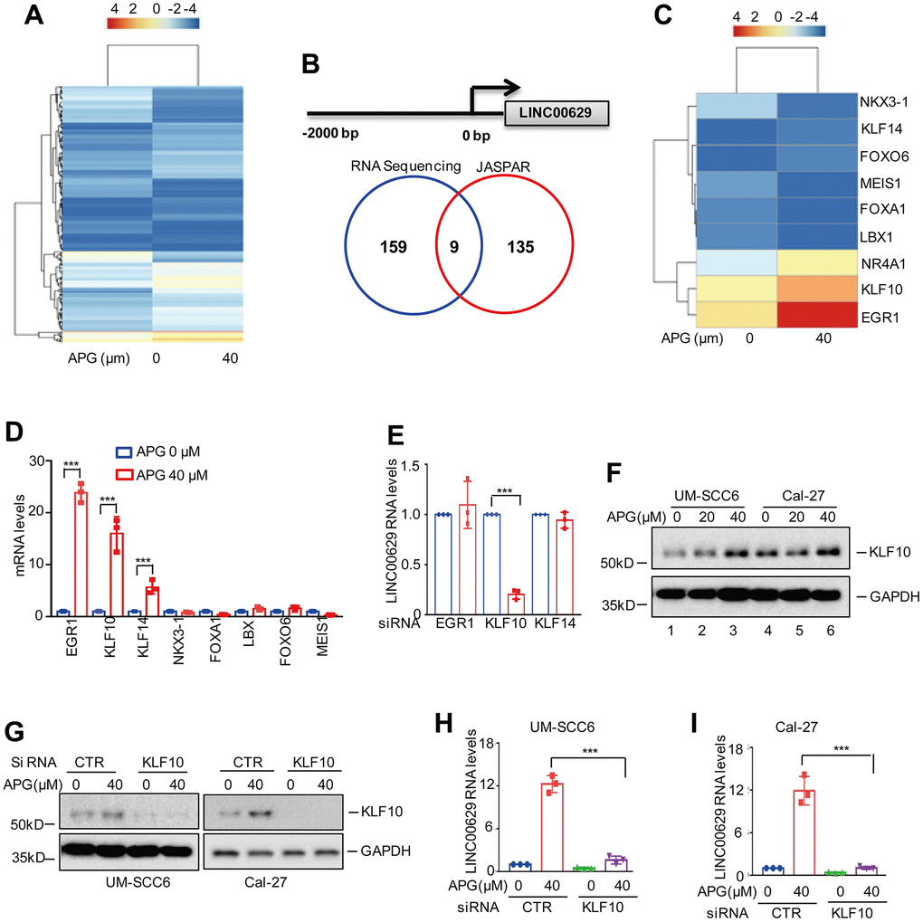 KLF10 upregulated LINC00629 expression. (A) The altered transcription factors under apigenin treatment in UM-SCC6 cells were selected from the RNA sequencing data and are listed. (B) Overlaps indicating the numbers of transcription factors between RNA sequencing analysis and JASPAR prediction. (C) Heatmap showing the 9 overlapping transcription factors. (D) UM-SCC6 cells were treated with or without apigenin as indicated. The RNA levels of transcription factors were analyzed. (E) EGR1, KLF10 and KLF14 were knocked down using siRNAs. The expression level of LINC00629 was analyzed by qRT–PCR. (F) UM-SCC6 and Cal-27 cells were treated with apigenin as indicated, and the expression level of KLF10 was determined by Western blotting. (G) UM-SCC6 and Cal-27 cells with or without KLF10 knockdown were treated with apigenin as indicated for 36 h. The protein level of KLF10 was determined by Western blotting. (H, I) The expression level of LINC00629 was analyzed by qRT–PCR. In (D, E, H, I) the results represent three independent experiments; *p