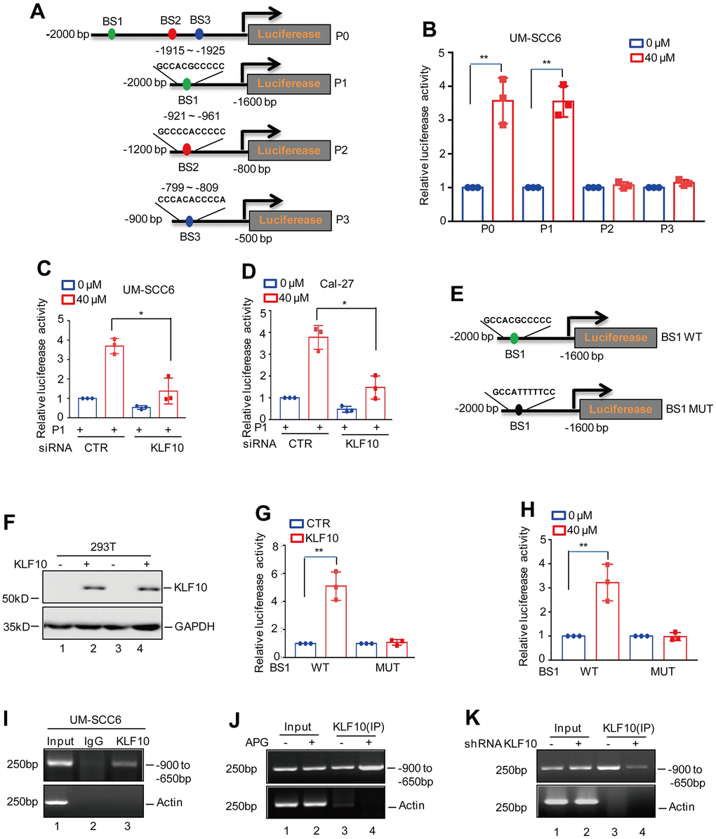 KLF10 directly bound to the promoter of LINC00629. (A) Schematic illustration of the pGL3-based reporter constructs (P0-P3) used in luciferase assays to examine the transcriptional activity of LINC00629. (B) The promoters of LINC00629, named P0-P3, were individually transfected into UM-SCC6 cells, and the cells were treated with or without 40 μM apigenin. Luciferase activity was measured. (C, D) The promoter of P1 was transfected into UM-SCC6 and Cal-27 cells with or without KLF10 knockdown, and the cells were then treated with or without 40 μM apigenin for 36 h. Luciferase activity was measured. (E) Schematic illustration of the KLF10 wild-type binding site (BS1 WT) and the matching mutant (BS1 MUT) that were used in luciferase assays. (F, G) BS1 WT and MUT were transfected into 293T cells with or without KLF10 overexpression. KLF10 expression was determined by Western blotting (F). Luciferase activity was detected (G). (H) BS1 WT and BS1 MUT were transfected into UM-SCC6 cells treated with or without apigenin. The luciferase activity was measured. (I–K) ChIP assay showing the binding of KLF10 to the promoter of LINC00629 in UM-SCC6 cells with or without apigenin treatment or KLF10 knockdown. Isotype-matched IgG was used as the negative control. In (B–D, G, H) the results represent three independent experiments; *p