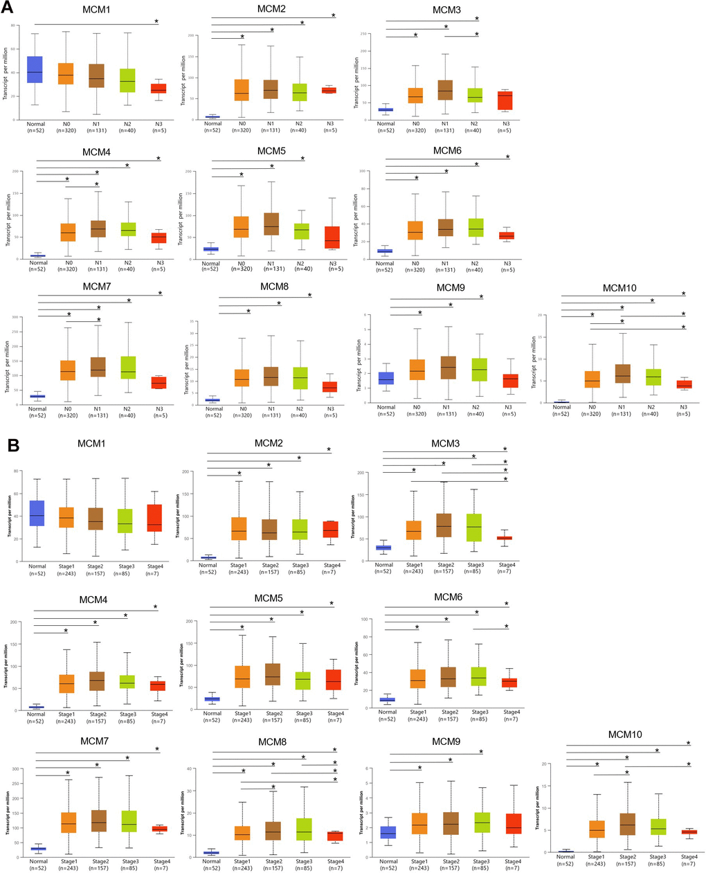 Correlation between clinical pathology and minichromosome maintenance (MCM) mRNA expression determined using UALCAN. (A) Association of lymph node metastases in patients with lung squamous cell carcinoma (LUSC) with MCM family mRNA expression. (B) Association of pathological stage of patients with LUSC with MCM family mRNA expression. *p 