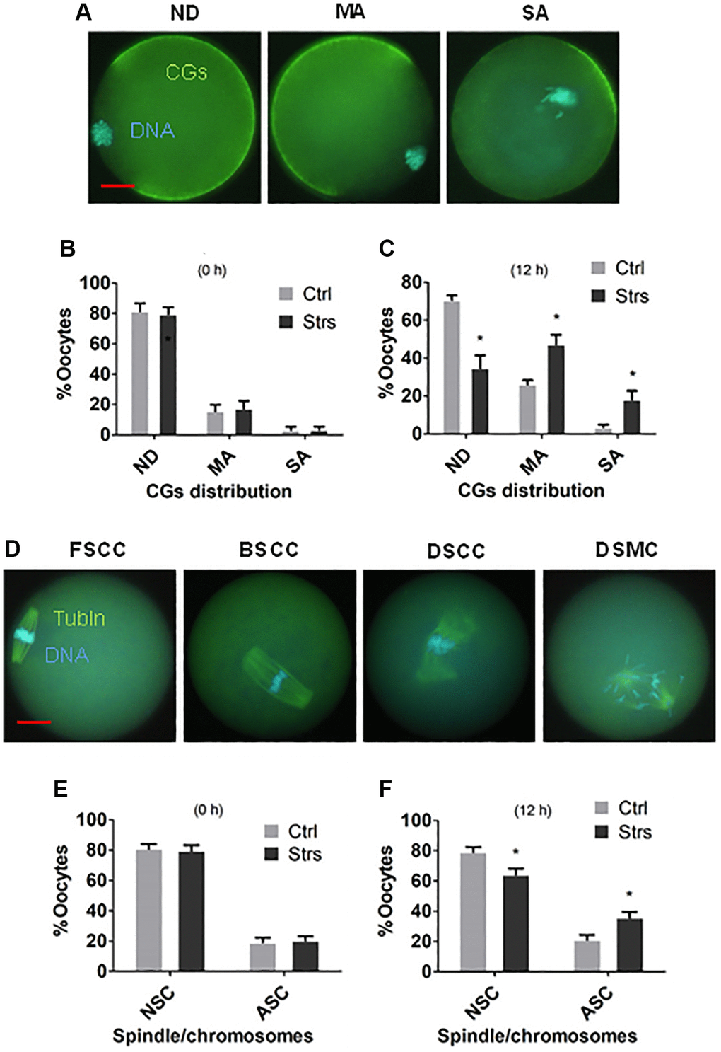 Effects of FRSOD on cortical granules (CGs) distribution and spindle/chromosome morphology of postovulatory aging oocytes. Restraint-stressed (Strs) and unstressed control (Ctrl) female mice were killed at 13 and 25 h after hCG injection to recover 0 h- and 12 h-aged oocytes, respectively. The oocytes recovered were observed under a fluorescence microscope after staining with Hoechst 33342 for DNA detection and with antibodies for CGs or a-tubulin (Tubln) detection. The CGs distribution was classified into normal distribution (NB), mildly abnormal (MA) or severely abnormal (SA) distribution. The spindle/chromosome morphology was classified into focused pole spindle (FS), barrel-shaped pole spindle (BS) or disintegrated spindle (DS) with congressed chromosomes (CC) or misaligned chromosomes (MC). While both FSCC and BSCC were considered as normal spindle/chromosome morphology (NSC), DSCC and DSMC were considered as abnormal spindle/chromosome morphology (ASC). (A, B) Show percentages of oocytes with different CGs distributions after oocytes aged for 0 and 12 h, respectively. Each treatment was repeated 5–6 times with each replicate including 25–35 oocytes from 2 mice. (C) Shows micrographs of oocytes with ND, MA and SA types of CGs distribution. (D, E) Show percentages of oocytes with NSC or ASC spindle/chromosome morphology after oocyte aging for 0 and 12 h, respectively. Each treatment was repeated 5–7 times with each replicate containing 25–30 oocytes from 2 mice. *Indicate significant differences (P C and F) Were taken at a magnification of 400×. Bar is 15 μm and is applied to all images.