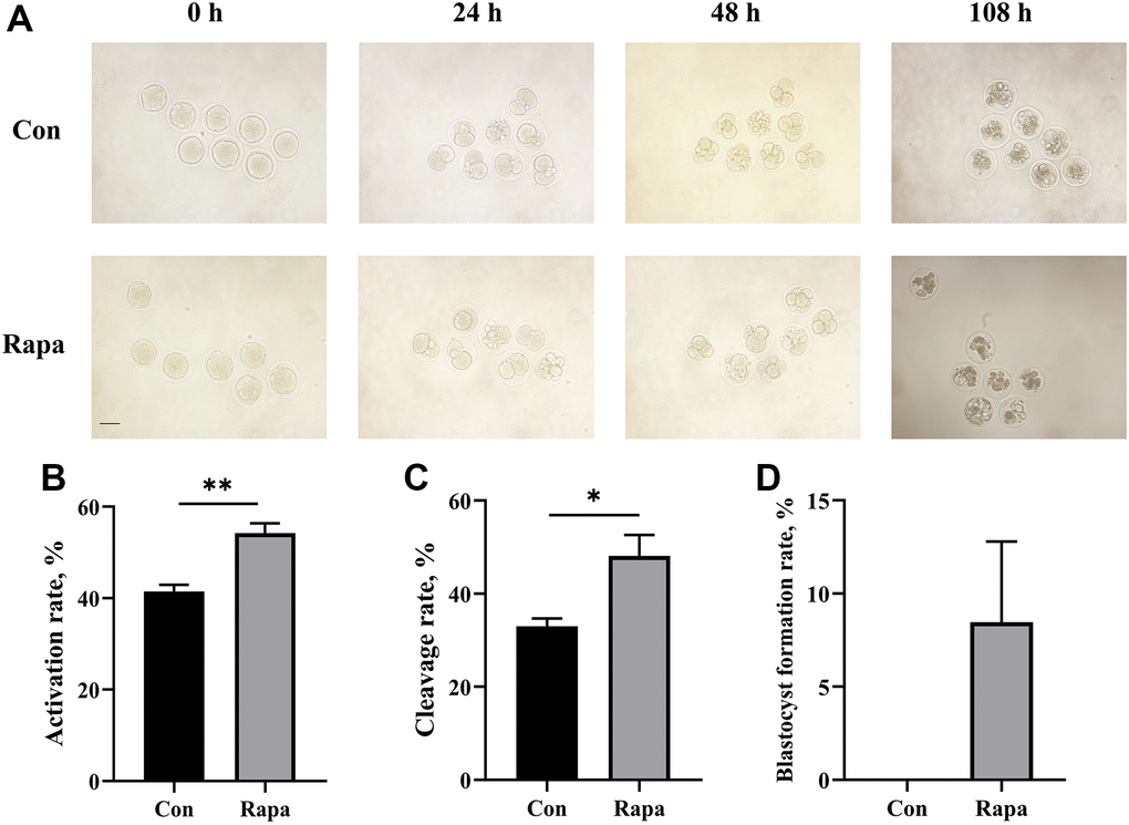 Development of PA embryos from control and rapamycin groups. (A) The status of PA embryos in both groups at 0 h, 24 h, 48 h, and 108 h of culture. Scale bar, 75 μm. The comparison of (B) activation rates and (C) cleavage rates (D) blastocyst formation rates of PA embryos from both groups (n = 59). All data were expressed as mean ± SEM from three independent experiments. Abbreviations: Con: control; Rapa: rapamycin. *P **P 