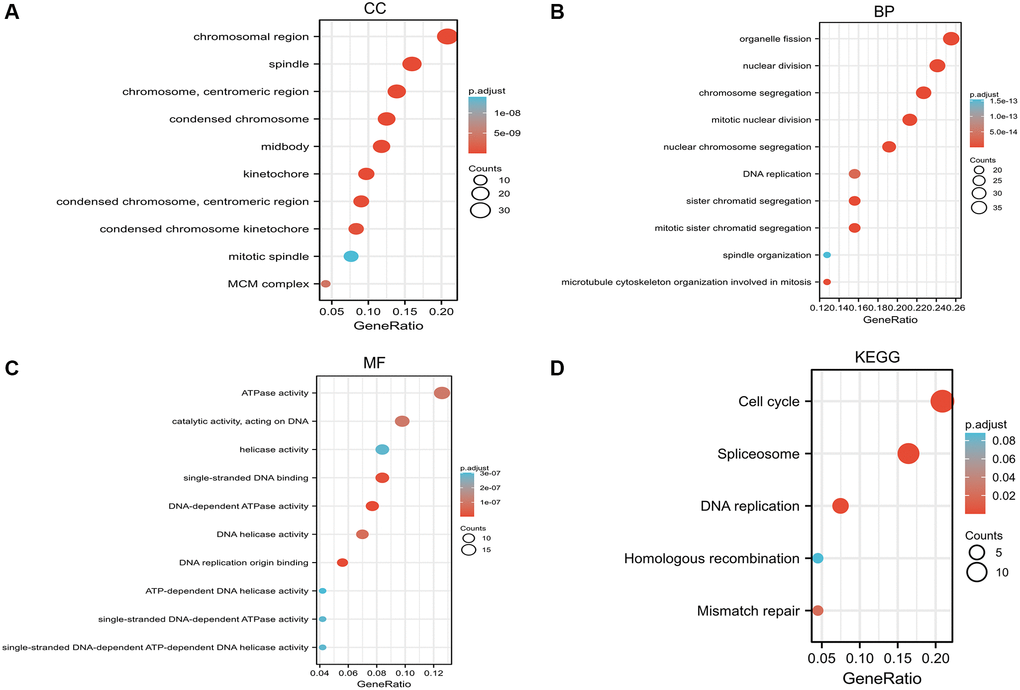 Gene Ontology (GO) enrichment and Kyoto Encyclopedia of Genes and Genomes (KEGG) pathway analysis based on RCC2 binding proteins and candidate genes. (A) Cellular component (CC). (B) Biological process (BP). (C) Molecular function (MF). (D) KEGG pathway.