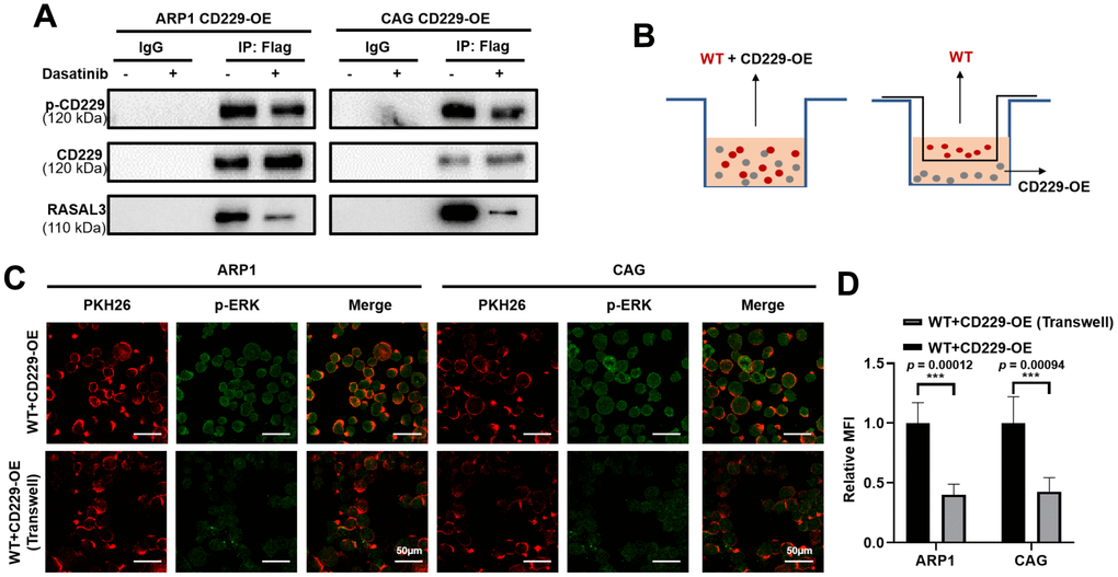 CD229 binds to RASAL3 in a phosphorylated manner after self-activation. (A) Co-IP assay detected that the phosphorylation of CD229 and the expression of RASAL3 were decreased after Dasatinib treatment in CD229-OE MM cells. (B) Schematic diagram of the two co-culture experiments. (C, D) Representative confocal images for PKH26 and p-ERK revealed that higher p-ERK levels were observed in the directly mixed co-culture of WT MM cells than the co-cultured cells. The data of experiments represent Mean±SD from at least three independent experiments. ***p 