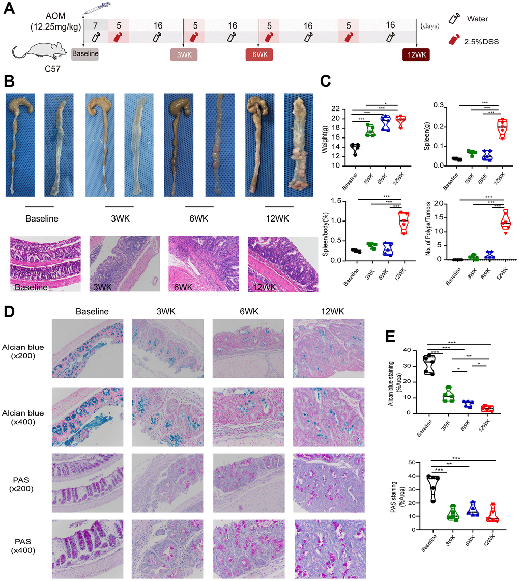 The AOM-DSS model recapitulated “inflammation -CRA-CRC” progression. (A) Schematic representation of the study design. The intestinal conditions and disease progression of mice were evaluated at baseline and 3 weeks, 6 weeks and 12 weeks after intervention. (B) Representative images and H&E staining images (original × magnification 200) of the colon. (C) Body weight, spleen weight, spleen/body (%) change, and number of polyps/tumors in different groups. (D) Alcian blue staining and PAS staining. (E) Alcian blue and PAS staining areas and fluorescence intensity quantified by ImageJ based on different groups. *p **p ***p 