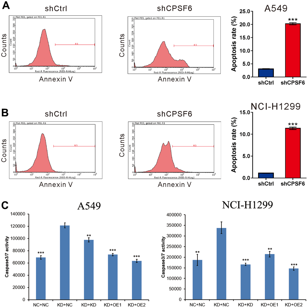 CPSF6 knockdown induced apoptosis of LUAD cells. A549 (A) and NCI-H1299 cells (B) were transduced with lentivirus expressing CPSF6 shRNA (shCPSF6) or control shRNA (shCtrl), labelled with the Annexin V Apoptosis Detection kit, and analyzed on a flow cytometry. Representative images and the apoptotic rates of three independent experiments are shown. ***PC). Caspase3/7 activity of A549 and NCI-H1299 cells were detected between five groups after transducing with lentivirus for 5 days. Control cell + control shRNA (NC+NC), CPSF6 shRNA + control shRNA (KD+NC), CPSF6 shRNA + GSK3B shRNA (KD+KD), CPSF6 shRNA + IRS1 Over Expressed (KD+OE1), CPSF6 shRNA + JUN Over Expressed (KD+OE2). **P