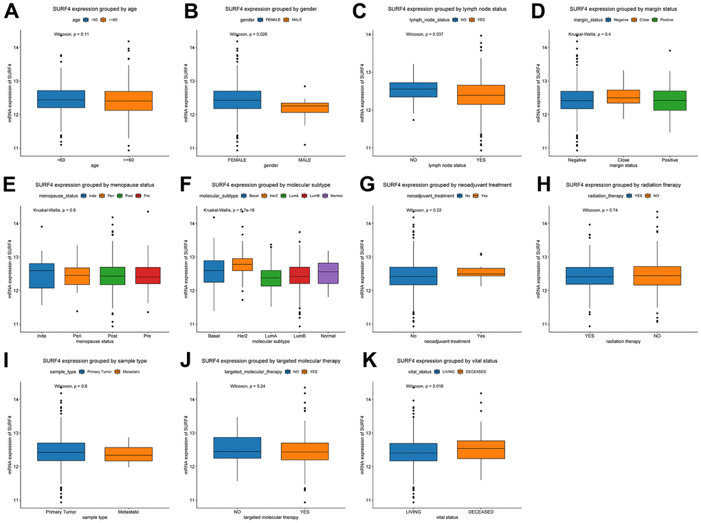 Expression of SURF4 in breast cancer and its relationship with clinicopathological parameters. Expression of SURF4 grouped by (A) age, (B) gender, (C) lymph node status, (D) margin status, (E) menopause status, (F) molecular subtype, (G) neoadjuvant treatment, (H) radiation therapy, (I) sample type, (J) targeted molecular therapy, and (K) vital status.