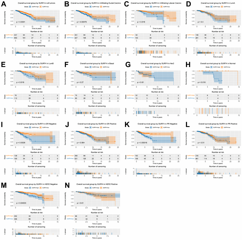 Kaplan-Meier curve for OS group by SURF4. (A) SURF4 in all tumors. (B–H) Subgroup analysis according to typing in infiltrating ductal carcinoma, infiltrating lobular carcinoma, Luminal A, Luminal B, basal-like, HER2 overexpression, normal-like. (I–N) Subgroup analysis according to status in ER negative, ER positive, PR negative, PR positive, HER2 negative, and HER2 positive.