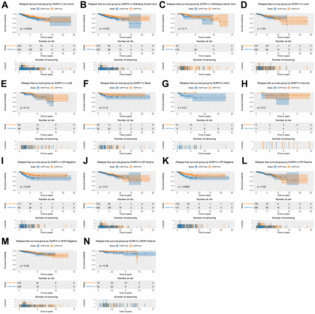 Kaplan-Meier curve for RFS group by SURF4. (A) SURF4 in all tumors. (B–H) Subgroup analysis according to typing in infiltrating ductal carcinoma, infiltrating lobular carcinoma, Luminal A, Luminal B, basal-like, HER2 overexpression, normal-like. (I–N) Subgroup analysis according to status in ER negative, ER positive, PR negative, PR positive, HER2 negative, and HER2 positive.