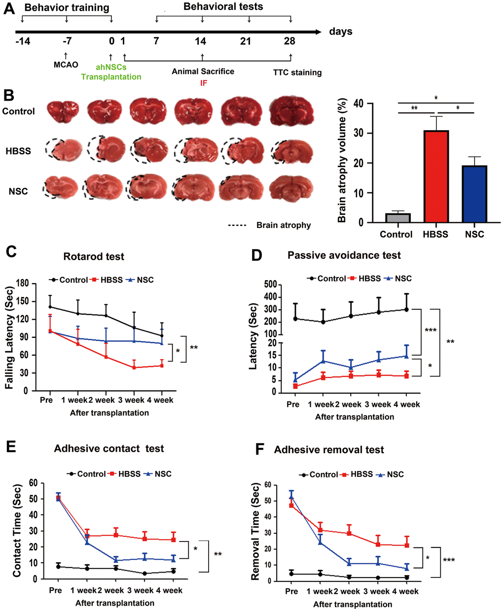 Significant therapeutic effects of ahNSCs for ischemic stroke. (A) In vivo experimental procedure was illustrated. (B) Left. Representative images of TTC staining at 28 d after ahNSCs transplantation (n = 3 for the control group, n = 7 for the HBSS group, n = 9 for the NSC group). The black dashed lines denote the atrophic regions of brains. Right. Brain atrophy volumes (%) were calculated and compared. Mean ± SEM. * P P C) Rotarod test measured time to fall from rotating rotarod which accelerated from 5 to 40 rpm for 180 s. Each day, four latency times were averaged for each animal and compared (n = 7 for the control group, n = 6 for the HBSS group, n = 6 for the NSC group). Mean ± SEM. * P P D) Memory function, latency time to avoid pain stimuli using space clues, was analyzed by passive avoidance test (n = 6 for the control group, n = 15 for the HBSS group, n = 17 for the NSC group). Mean ± SEM. * P P P E, F) In adhesive-removal test, contact (E) and removal (F) time until animals feel the sensation of adhesion and take off sticker by using their forepaws, respectively, was accessed (n = 13 for the control group, n = 23 for the HBSS group, n = 24 for the NSC group). Mean ± SEM. * P P P 