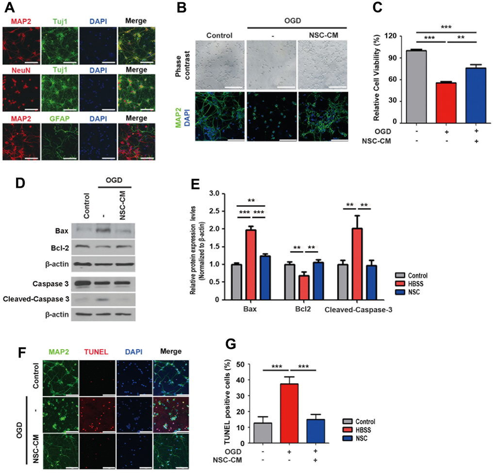 In vitro paracrine neuroprotective effects of ahNSCs. (A) Expression of neuron (MAP2, Tuj1, NeuN)- or astrocyte (GFAP)-specific markers of primary cortical neurons were tested by ICC. Scale bar = 100 μm. (B) Effects of OGD condition and treatment of CM of ahNSCs (NSC-CM) on the morphology and survival of primary cortical neurons was examined by light microscope and ICC against MAP2. Scale bar = 100 μm. (C) Viability of primary cortical neurons was measured after OGD condition ± NSC-CM by MTT assay (n = 3 per group). Mean ± SD. ** P D) Expression of Bax (23 kDa), Bcl-2 (26 kDa), caspase 3, and cleaved-caspase 3 (17/19 kDa) of primary cortical neurons (n = 3 per group) was accessed by western blot analysis. The pictures show representative images. β-actin (43 kDa) = loading control. (E) Relative protein expression levels of Bax, Bcl-2, and cleaved-caspase 3 was calculated and compared among the groups. Mean ± SD. ** P P F) Effects of OGD condition and treatment of NSC-CM on the survival of primary cortical neurons was accessed by TUNEL assay. Scale bar = 100 μm. (G) Percent of TUNEL-positive cell of each group (n = 3 per group) was determined and compared. Mean ± SD. ***P 