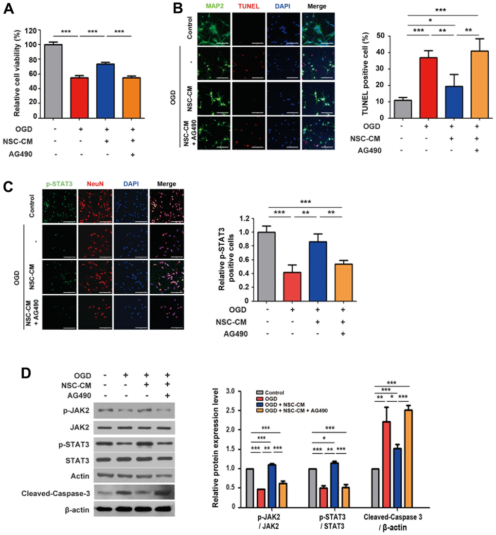 Roles of JAK2/STAT3 signaling pathway in neuroprotective activity of ahNSCs. (A) Viability of primary cortical neurons of each group was determined by MTT assay (n = 3 per group). *** P B) Left. Representative images of immunofluorescence against MAP2 and TUNEL staining of primary cortical neurons (n = 3 per group). Scale bar = 100 μm. Right. Percent of TUNEL-positive cells was analyzed and compared. Mean ± SD. * P P P C) Left. Representative images of immunofluorescence against p-STAT3 and NeuN of primary cortical neurons (n = 3 per group). Scale bar = 100 μm. Right. Relative ratio of p-STAT3-positive cells was analyzed and compared. Mean ± SD. ** P P D) Left. Expression of JAK2, p-JAK2 (125 kDa), STAT3, p-STAT3 (79/86 kDa), and cleaved-caspase 3 (17/19 kDa) of primary cortical neurons (n = 3 per group) was accessed by western blot analysis. The pictures show representative images. β-actin (43 kDa) = loading control. Right. Expression of p-JAK2, p-STAT3, and cleaved-caspase 3 was normalized by JAK2, STAT3, and β-actin, respectively, and then compared. Mean ± SD. * P P P 