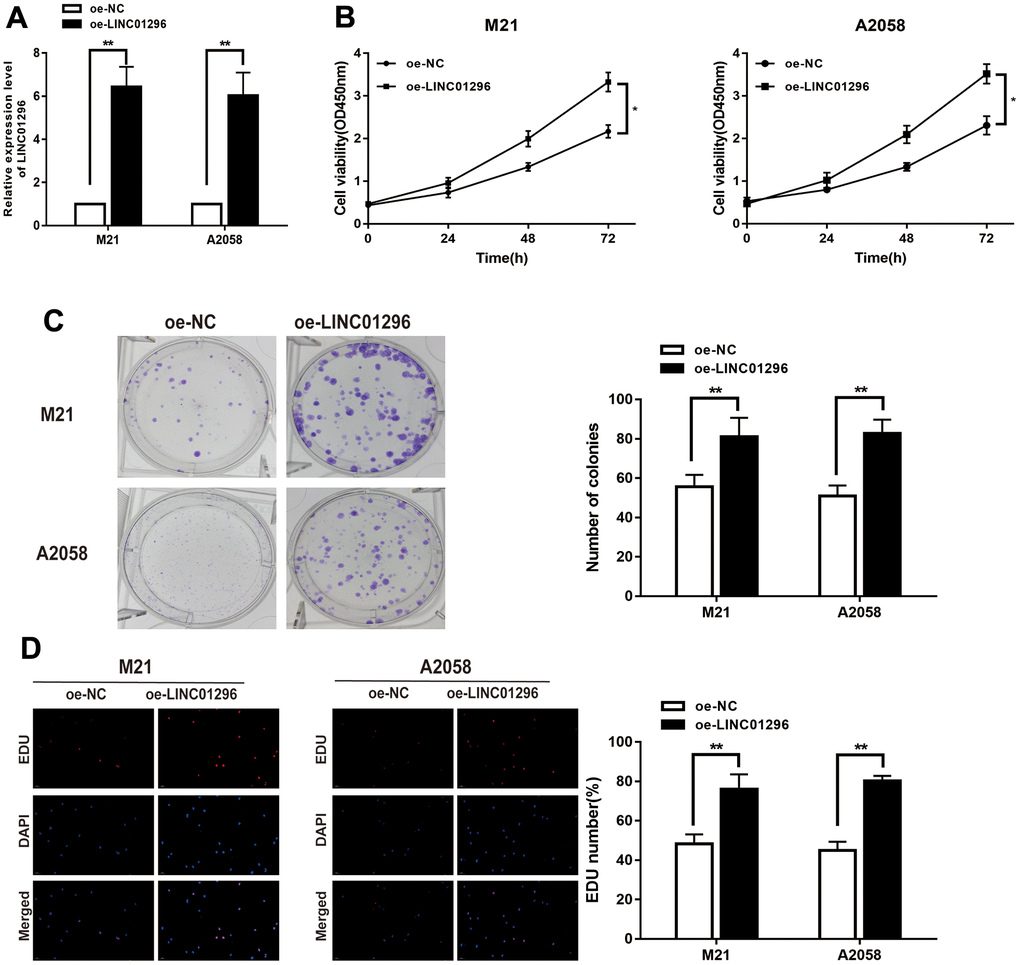 Over-expression of LINC01296 increased proliferation abilities of CMM cells. (A) The relative expression of LINC01296 determined by qRT-PCR analysis following the treatment of over expressing LINC01296 (oe-LINC01296) in M21 and A2058 cells. (B) Cell proliferation was examined by CCK-8 assays in oe-LINC01296 group at the indicated time points in M21 and A2058 cells. The oe-NC was as control. (C) Cell proliferation was determined by colony-formation assay of impacts of over expressing LINC01296 in M21 and A2058 cells. (D) EDU assay was used to assess cell proliferation of over expressing LINC01296 in M21 and A2058 cells. All of data were analyzed from three independent experiments. * P P 