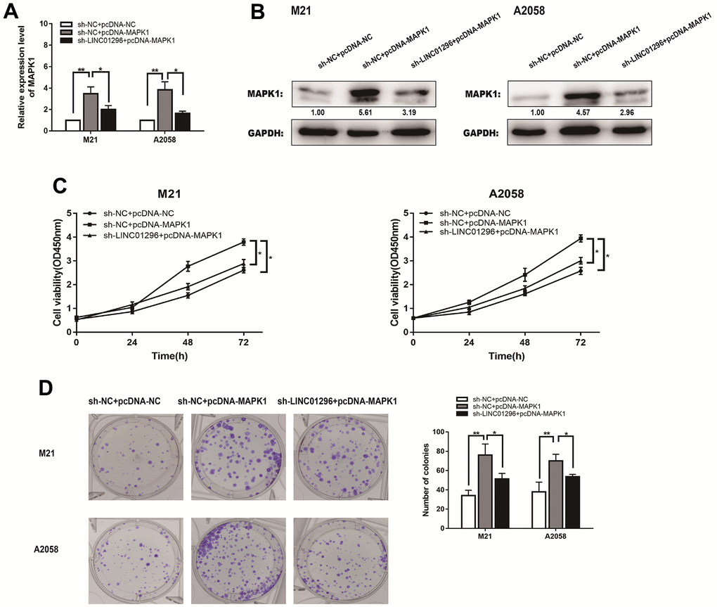 LINC01296 enhanced the proliferation abilities of CMM cells by regulating MAPK1. (A) qRT-PCR was conducted to verify the relative expression of MAPK1 in M21 and A2058 cells transfected with sh-NC+pcDNA-NC, sh-NC+pcDNA-MAPK1, sh-LINC01296+pcDNA-MAPK1. (B) The expression of MAPK1 was analyzed by Western blotting with the indicated antibodies and samples from the M21 and A2058 cells in different transfected groups. (C) CCK-8 assay of M21 and A2058 cells in different transfected groups. (D) Cell proliferation was determined by colony-formation assay of different transfected groups in M21 and A2058 cells. All of data were analyzed from three independent experiments. * P P 