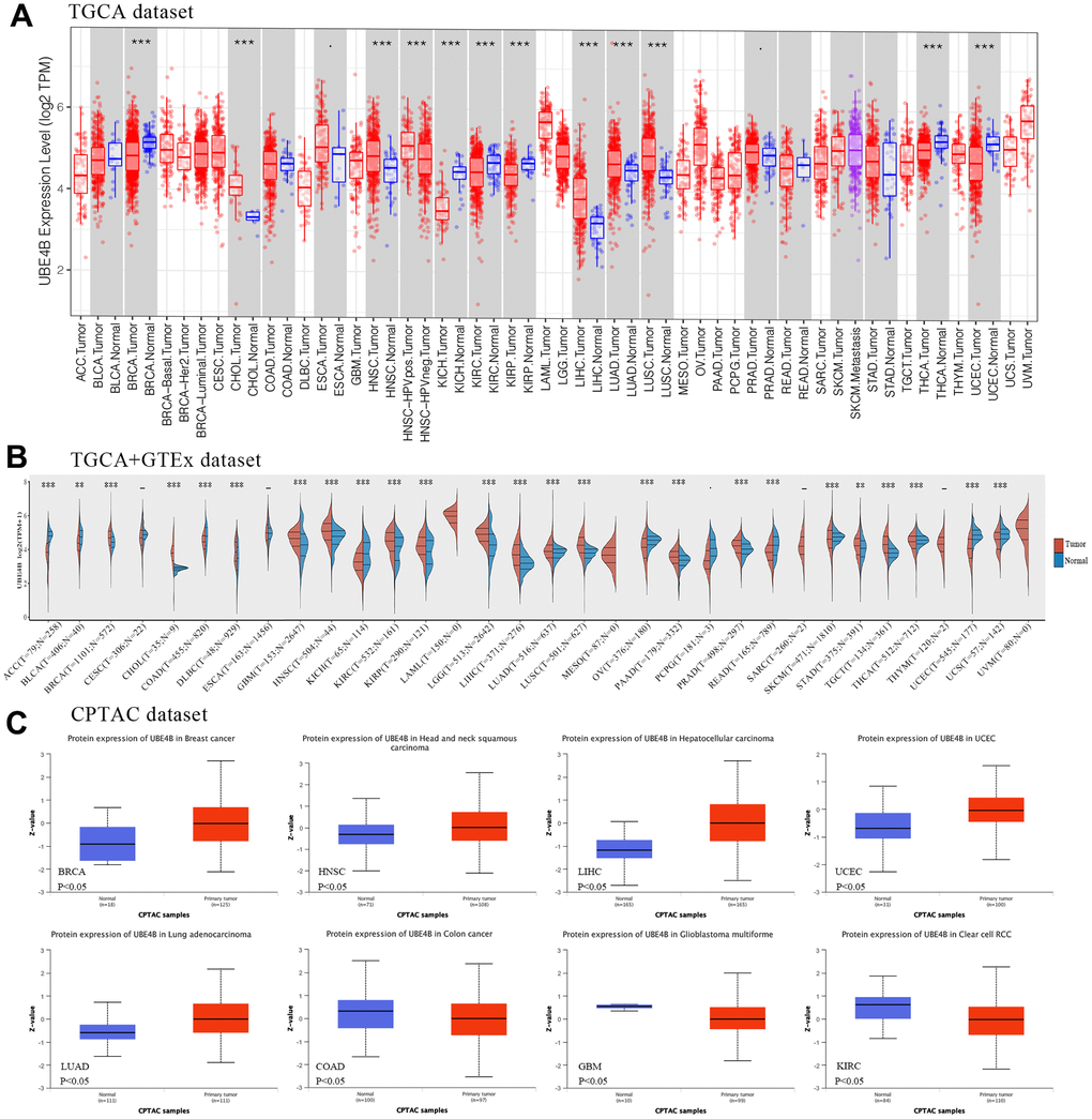 Expression of UBE4B in pan-cancer. (A) UBE4B expression in normal and cancer tissues in TIMER. (B) UBE4B expression in TCGA cancers compared with corresponding TCGA and GTEx normal tissues. (C) The UBE4B protein expression was determined by the CPTAC dataset in BRCA, HNSC, LIHC, UCEC, LUAD, COAD, GBM, and KIRC. *P P P 