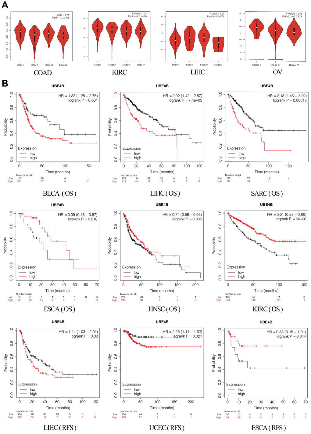 Correlation of UBE4B expression with pathological staging and prognosis. (A) Expression of UBE4B in pathological stages (stage I, stage II, stage III, and stage IV) of COAD, KIRC LIHC, and OV. (B) The OS and RFS plot of UBE4B in different cancers by Kaplan-Meier Plotter.