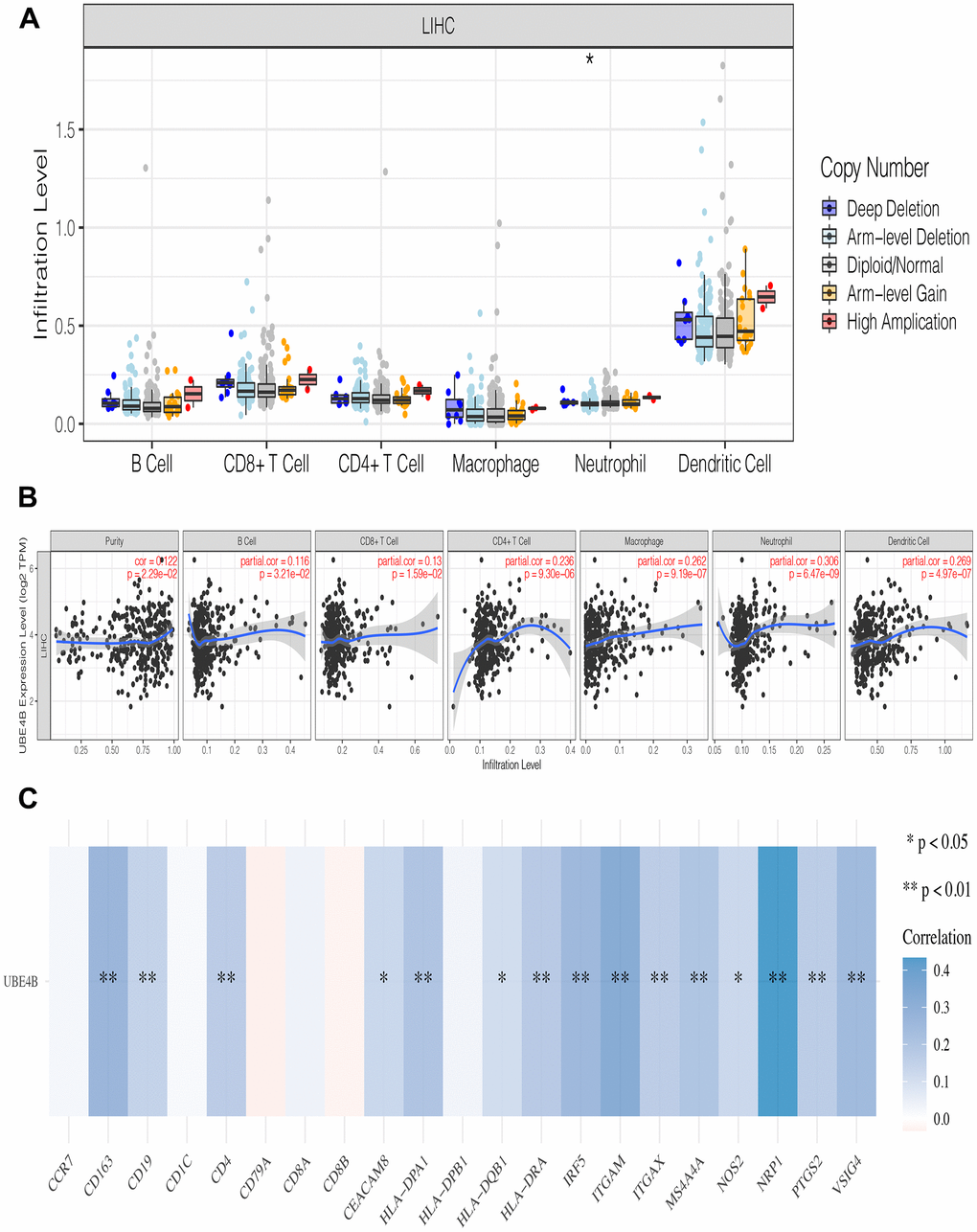 The relationship of immune cell infiltration with UBE4B level in HCC. (A) The infiltration level of various immune cells in HCC with different copy numbers of UBE4B. (B) The correlation of UBE4B expression level with B cell, CD8+ T cell, CD4+ T cell, macrophage, neutrophil, or dendritic cell infiltration level in HCC. (C) Correlation analysis between UBE4B and biomarkers of immune cells in HCC. *P P 