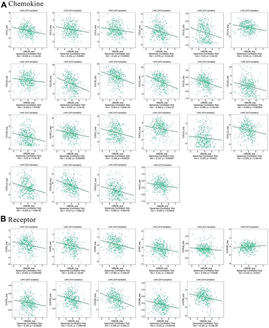 Correlation between UBE4B expression and chemokines in HCC by TISIDB database. (A) Chemokines, (B) chemokine receptors.